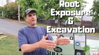 Root Exposure & Excavation - 2 trees & 1 bus stop
