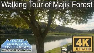 Walking Tour of Majik Forest, Durbanville
