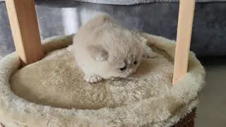Mega cute little British kitten from Esmaraldus Cattery. 🌺  #britishshorthair #britishcats #goldenc