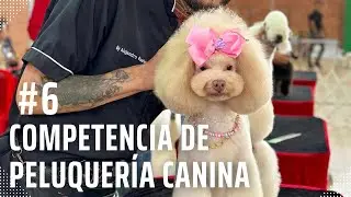 COMO ES UNA COMPETENCIA DE GROOMING I Final Inesperado I