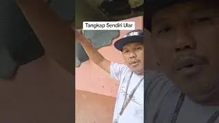 Tangkap Ular