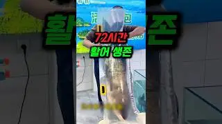 72시간 생존하는 활어 비닐