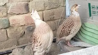 teetar ki awaaz