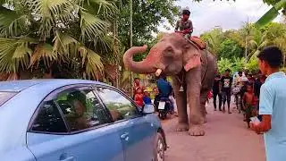 elephant's hijacking  directed by human