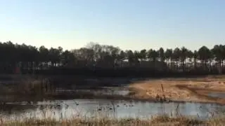 Big Pond Moist Soil Waterfowl Impoundment