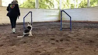 17 Weeks Old -  LONG Version - 52 Weeks of Puppy Eli - Agility Training