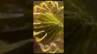 Не арт &mdash; это природа под микроскопом