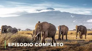 Guerra de Marfil | Diarios de vida silvestre de Kenia 102