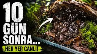 TERARYUM'DA DEVRİM!🚀Springtail ORDUSU, Isopod BEBEK PATLAMASI 10 Günlük Tatil Öncesi Son Hazırlıklar
