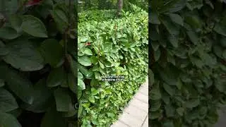 Лучшие растения для живой изгороди!