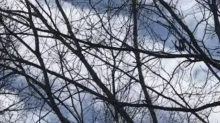 Omni Air International Boeing 777-200(ER) [N819AX] landing in Pope Field from my house