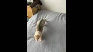 Ferret war dance
