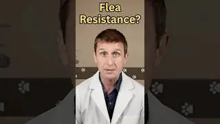 Flea Resistance To Common Cat Flea Treatments  #Cat #cats #catshorts #catvideos #animals #pets #pet