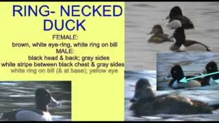DUCK IDENTIFICATION: RING-NECKED DUCK.avi