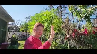 How to Cut Back Moringa Trees, the Tree of Life, Drumstick Tree