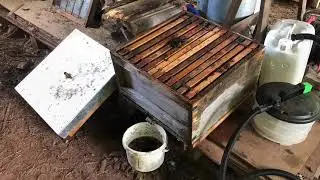 Steam cleaning old honeybee brood frames to extract the beeswax
