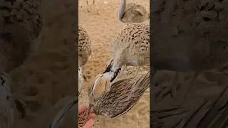 HOUBARA EATS LARWA 🔥🔥#houbara #birds #feedshorts #trending