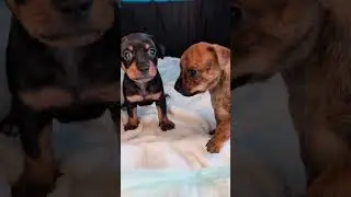 Puppy asks, 