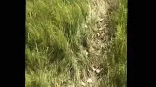 Dryland Beaver Snaring How to