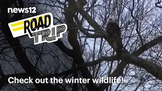 View eagles and more wildlife in a Connecticut River cruise + MORE Road Trip fun | News 12