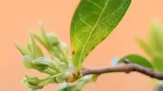 金弹子老鸦柿挂果要素 挂果不需要技术，需要的是时间，不要太着急哦！#金弹子老鸦柿 #金弹子盆景 #老鸦柿盆景