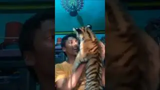 Tiger tail effect 🐅#shorts #ytshorts #shortsfeed #tiger #trending