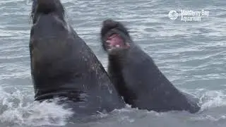 Life's A Beach With Elephant Seals Fighting! | The Critter Corner