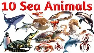10 Sea Animals Names for Kids | Learn Ocean Animals with Fun Animation & English Learning