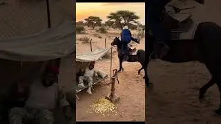 Trump standing in desert. Ibrahim Traore dancing Comedy scene 😸 #funny #shortsfeed #satire