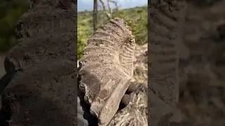 Secci&oacute;n de F&oacute;sil de Ammonite de la era Mesozoica del periodo Cret&aacute;cico.