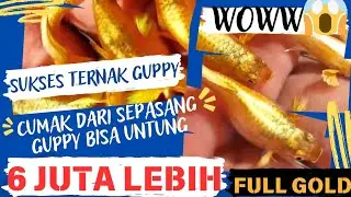 BISA JADI SULTAN‼️ UNTUNG 6 JUTA CUMAK DARI SEPASANG GUPPY 😱 CARA SUKSES TERNAK GUPPY FULL GOLD 🔥