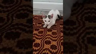 daţi like și scrieți &icirc;n comentari dacă va place pisicile sau bani