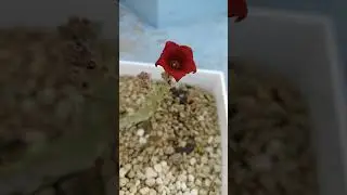 Caralluma socotrana red flower asclepiad