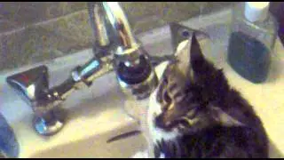 luna take shower.mp4