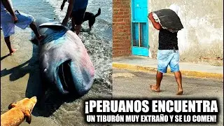 &iexcl;OTRA VEZ PER&Uacute;! Se COMIERON UN TIBUR&Oacute;N muy EXTRA&Ntilde;O
