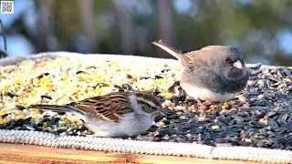 Chipping Sparrow, Quispamsis