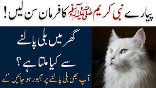 How Is a Cat Reared in a Home According to Islam? | Gar Main Cat Palna Kesa Hai | Zee Islamic Wazaif