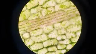 Cytoplasmic Streaming Timelapse