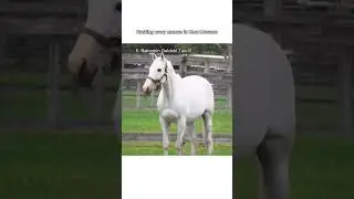 Uma Musume Memes #anime #umamusume #memes