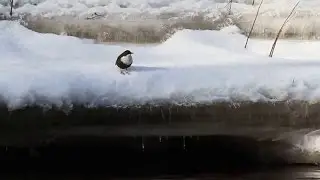 White-throated dipper / Оляпка / Cinclus cinclus
