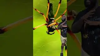 Who's scared of Spiders 😢🙃👀 #funny #spider #bugs