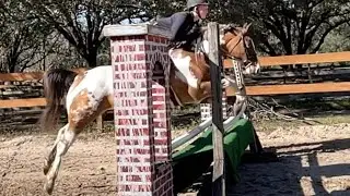 &ldquo;Sophie&rdquo; 2020 Half Welsh Large Pony Mare - Jump Course 1/27/25