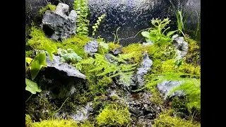 The Mossy Mountain Aquaterrarium w/ Mini Waterfall #miniwaterfall #moss #aquaterrarium #nature