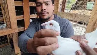 দিলদার ভাই এর বাড়ির ভিডিও দেখুন 🕊️🧿🧿#SHK#kobutar#pigeon#Highflying#NewPost#🧿🕊️