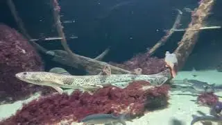 Zoo Animals Part 98: Small-Spotted Catshark