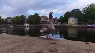 river Ouse swans