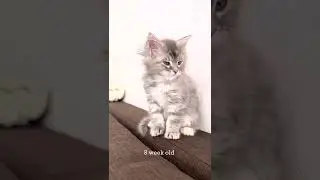Growth dynamics of Maine Coon kittens in short videos.