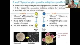 Lecture 11 - T Cell Types and Responses II