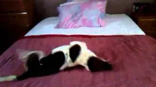 A Dog's Dream Rescue