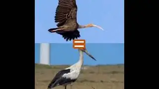 Maguari Stork vs Giant Ibis | #vsedit  #1v1  #animals #shorts